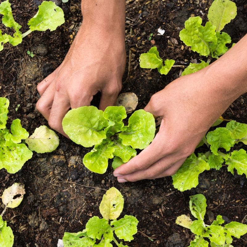 Groenen vingers, handen die werken in tuin